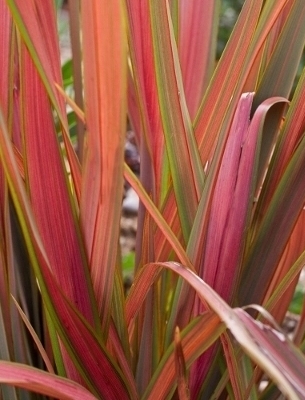 PHORMIUM Jester